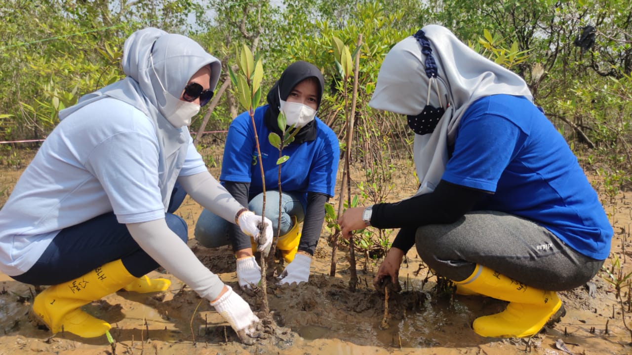 Komitmen Peduli Lingkungan, PT Timah Tbk WO Kepri-Riau Tanam 5.000 Bibit Mangrove