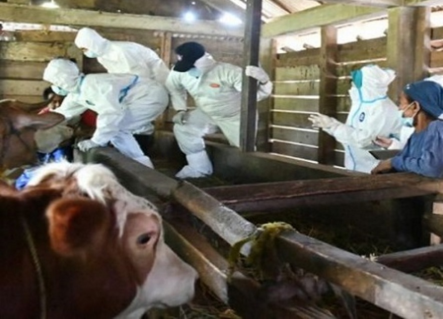 Pemerintah Pusat Kirim 10 Ribu Vaksin PMK untuk 18 Ribu Sapi di Kepri