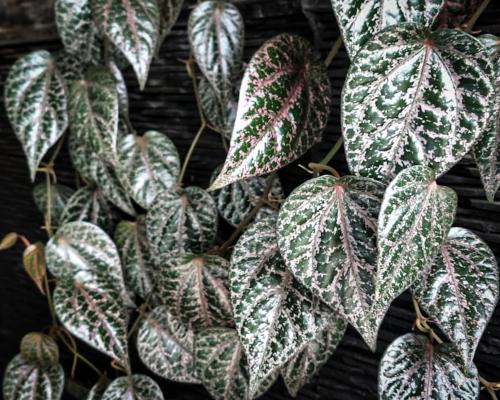 Ada pun senyawa alkoloid adalah kelompok besar senyawa organik alami dalam hampir semua jenis organisme. Alkaloid ini sampai batas tertentu juga diketahui memiliki efek farmakologi sebagai obat antikanker, antiinflalasi, dan antimikroba. Pemberian ekstrak daun sirih terbukti dapat menghambat bakteri Staphylococcus aureus yang biasa menyebabkan radang tenggorokan. Daun sirih merah juga dapat berlaku sebagai antiseptik herbal karena mengandung minyak esensial, flavonoid, saponin, dan tannin. Di berbagai daerah, banyak ibu menyusui biasa memakai tumbukan daun sirih merah sebagai obat topikal (oles atau kompres) untuk mengatasi mastitis. Pemberian sirih merah sebagai obat oles hanya untuk mengatasi radang akibat iritasi payudara. Penelitian di dunia kedokteran gigi mengungkap manfaat sirih merah sebagai penghambat bakteri perusak gigi, misalnya Aggregatibacter actinomycetemcomitans (Aa) dan Porphyromonas gingivalis (Pg). Kesimpulan ini didapat dengan pemberian ekstrak daun sirih merah 10 persen dalam sebuah percobaan di laboratorium. Pg diketahui menimbulkan periodontis, sedangkan Aa mengakibatkan munculnya periodontis serta gigi tanggal pada orang dewasa.