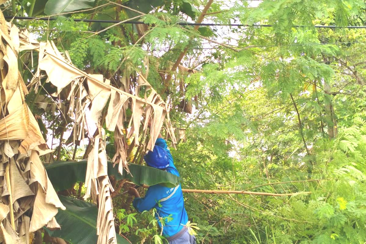 Tiga Kali Listrik Padam dalam Sehari, PLN Temukan Benang Layangan dan Dahan Pohon Kenai Jaringan