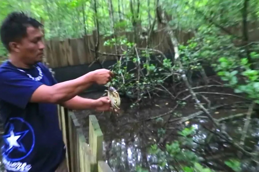 Penebaran bibit ketam bakau di keramba yang berada di sekitar pohon bakau di Desa Duara, Kecamatan Lingga Utara, Kabupaten Lingga. (ft fikri)