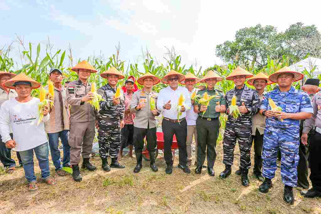 Suasana Panen Jagung Serentak di Km 15 Tanjungpinang, pagi tadi. (ft kominfotjpinang)