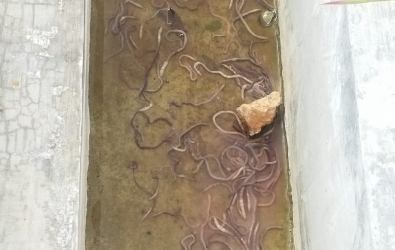 Bau Menyengat, Petugas Damkar Lingga Evakuasi Bangkai Cacing Pita di Bukit Tumang