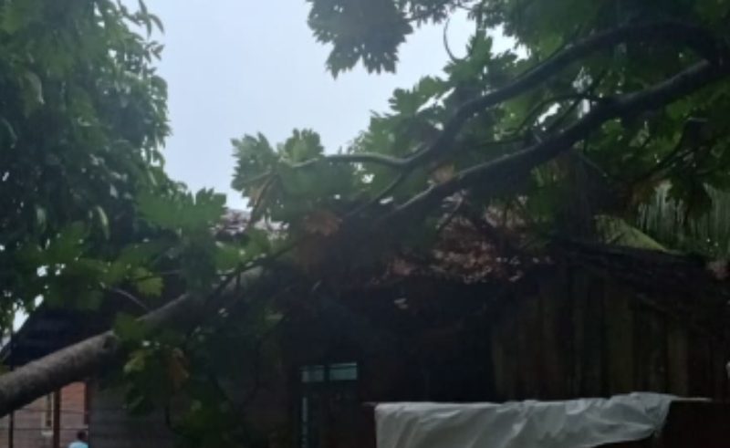 Diterpa Angin Kencang, Pohon Sukun Tumbang Timpa Rumah Warga di Desa Penaah Lingga