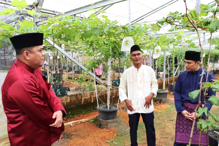 Inovasi Warga: Kebun Anggur Green House di Bintan Jadi Ekowisata Baru