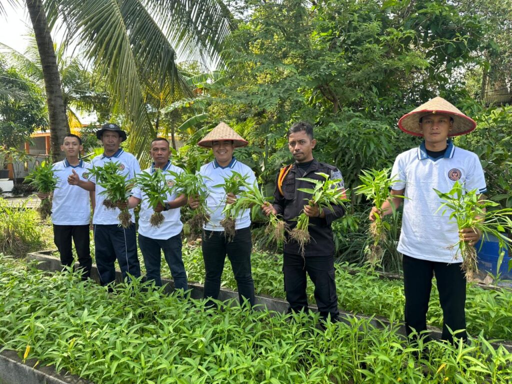 Warga Binaan Rutan Karimun dan pegawai Rutan Karimun saat panen kangkung, pagi tadi. (ft ricky)