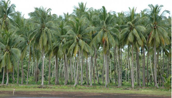 Perkebunan kelapa. (ft dpmptspjambiprov)