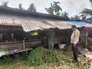 Anggota Polsek Siungai Batang saat meninjau kandang sapi warga di Inhil, pagi tadi. (ft humaspolsek)