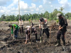 Polsek Batang Sungai saat menanam jagung bersama, pagi tadi. (ft muhamad)