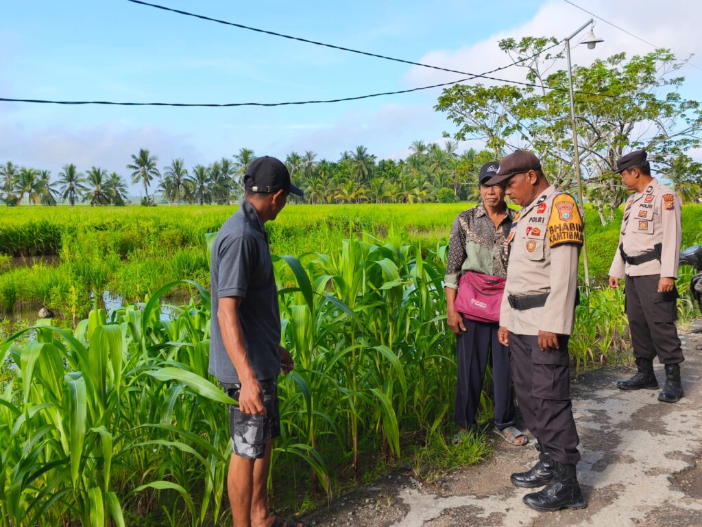 Warga dan polisi saat meninjau kebun jagung warga, pagi tadi. (ft muhamad)
