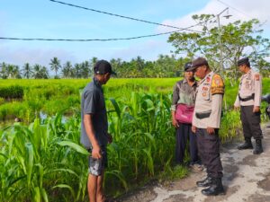 Warga dan polisi saat meninjau kebun jagung warga, pagi tadi. (ft muhamad)