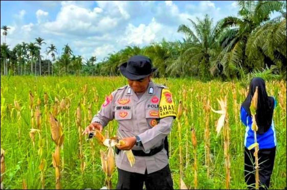 Anggota Polsek Tembilan Hulu saat panen jagung., pagi tadi (ft muhamad)