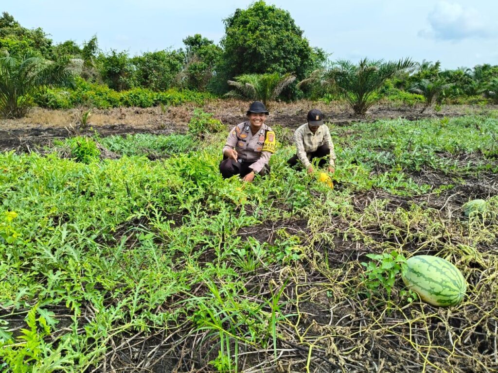 Bhanbinkamtibmas Polsek Te,mbilahan Hulu saat meninjau perkebunan semangka warga, pagi tadi. (ft bhabinkamtibas)