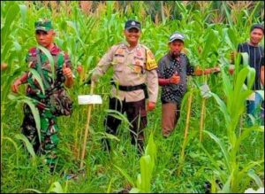 Jajaran Polsek Tembilahan Hulu saat meninjau kebun warga, pagi tadi. (Ft muhamad)