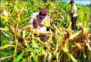 Polsek Tembilahan Hulu menggelar kegiatan penanaman jagung serentak Kuartal II Tahun 2026 pada Selasa (2/6/2026) pagi. (ft muhamad(