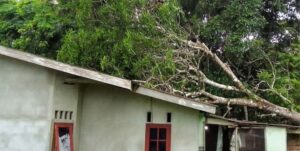 Pohon mangga yang meminpa rumah warga di Lingga, tadi pagi. (Ft wandi)
