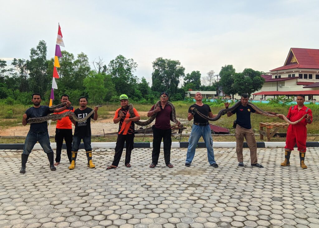 Petugas Damkar dan BPBD Karimun usai mengevakuasi ular phyton di Perumahan Siderejo Karimun, pagi tadi. (ft bpbd)