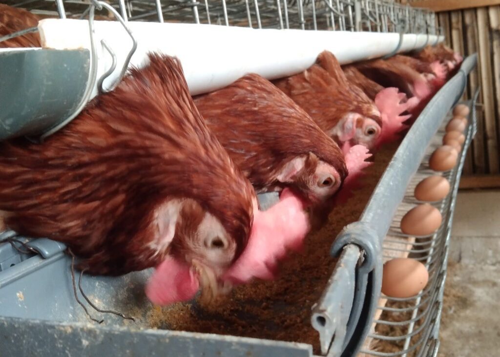 Ilustrasi ayam petelur