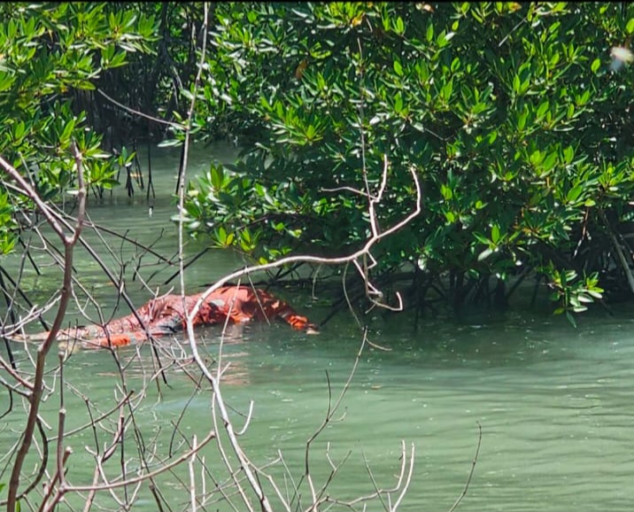 Penampakan mayat tanpa identitas ditemukan di Hutan Bakau Perairan Pulau Mudu Meral Barat. (ft basarnas)