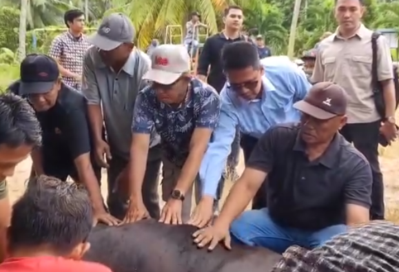 Bupati Iskandarsyah saat prosesi penyembelihan hewan kurban bantuan Presiden RI, siang tadi. (ft msaimi)
