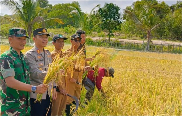 10 Ton per Hektare Panen Padi di Moro Bukti Varietas Padi Cakra Buana Unggul