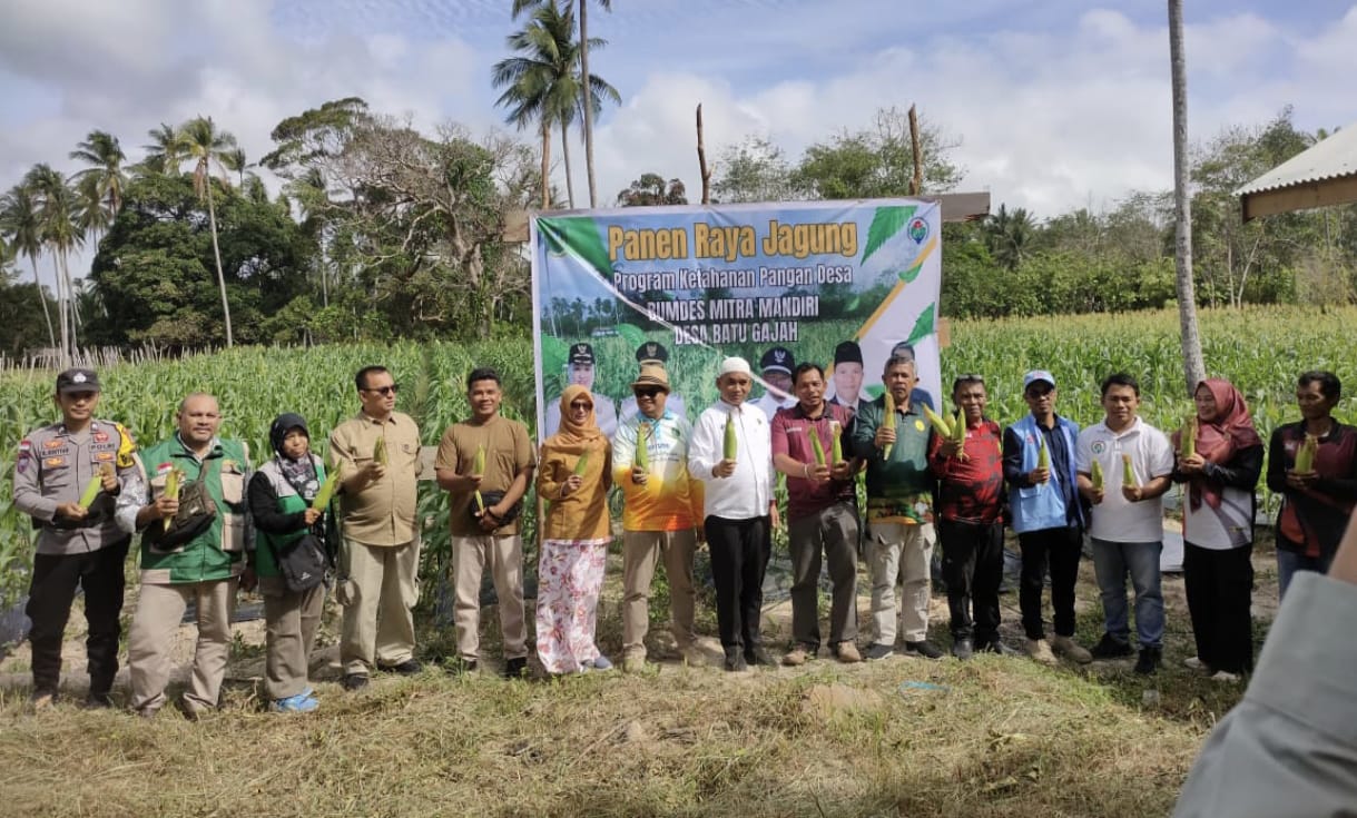 Panen Raya Jagung di Desa Batu Gajah, Pemda Dukung Peningkatan Ekonomi Petani Lokal