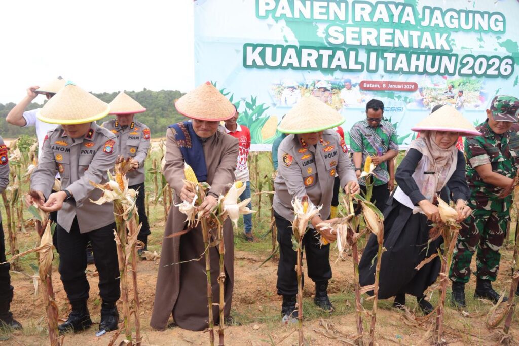 Jajaran Polda Kepri saat panen jagung di Nongsa, kemarin. (ft humaspoldakepri)