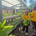 Kapolres Karimun saat panen sayur, pagi tadi. (ft msaimi)