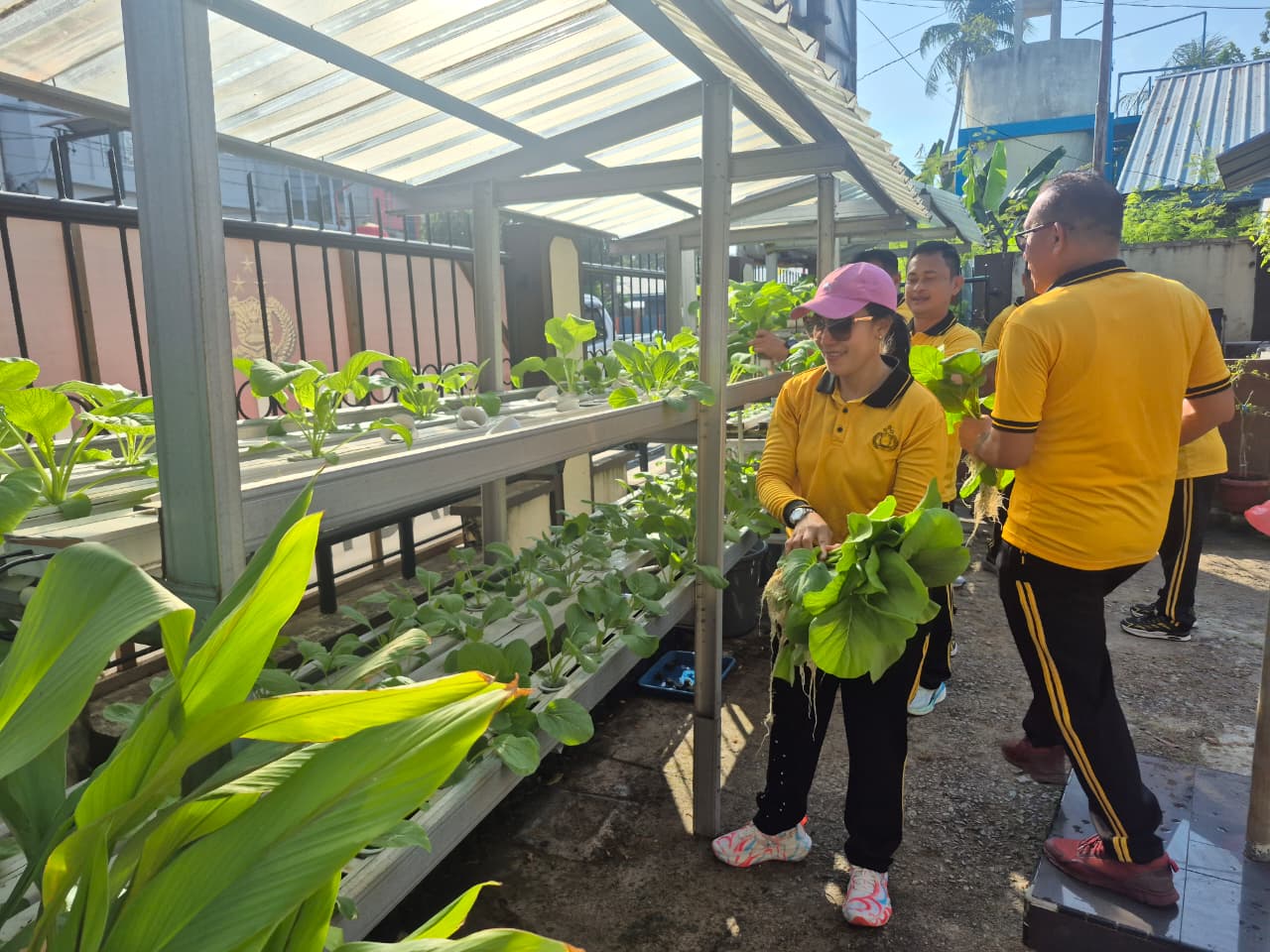 Kapolres Karimun saat panen sayur, pagi tadi. (ft msaimi)