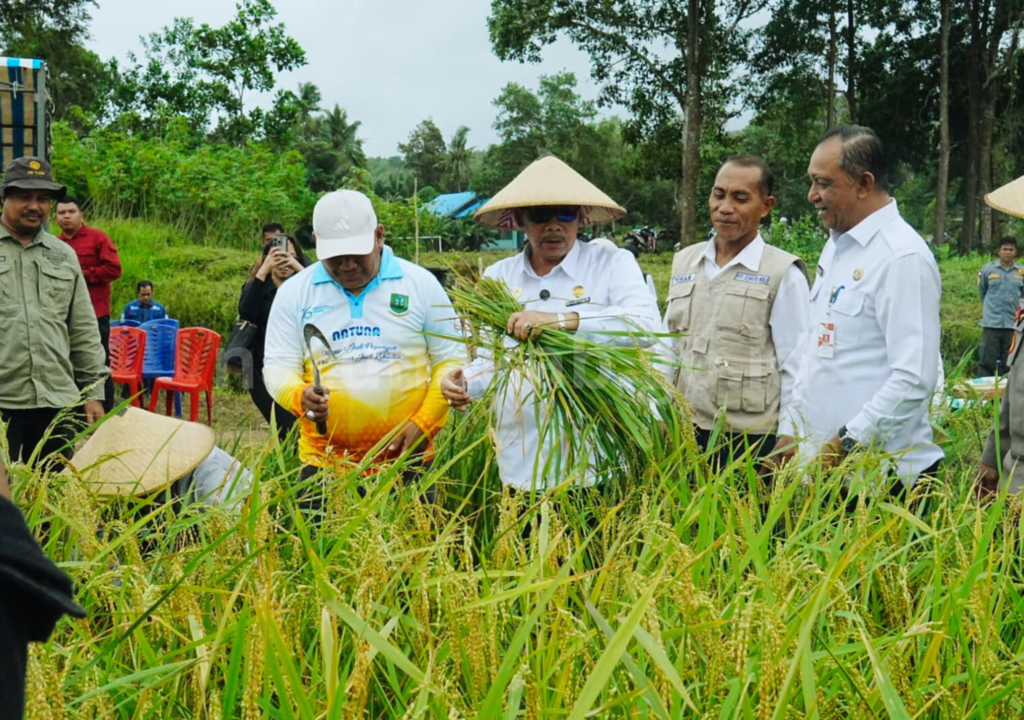 Wabup Natuna Jarmin saat panen di KEcamatan Bunguran Timur, pag itadi. (ft kominmfonatuna)