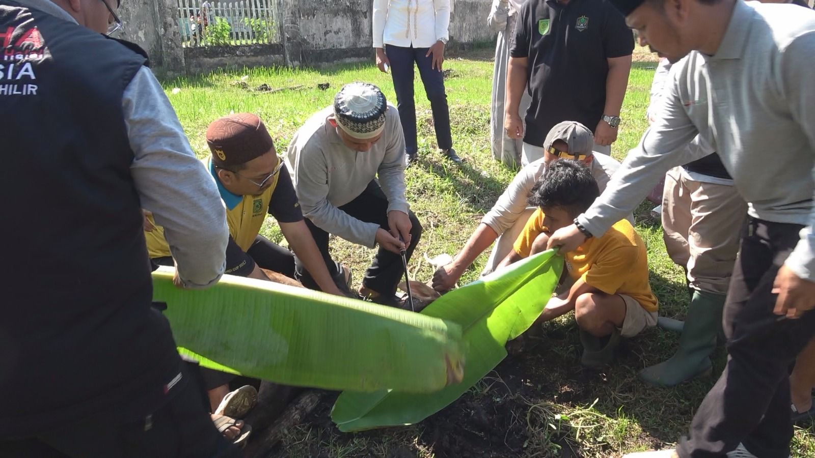 Bupati Inhil saat menyaksikan prosesi penyembelihan hewan kurban, pagi tadi. (ft muhamad)