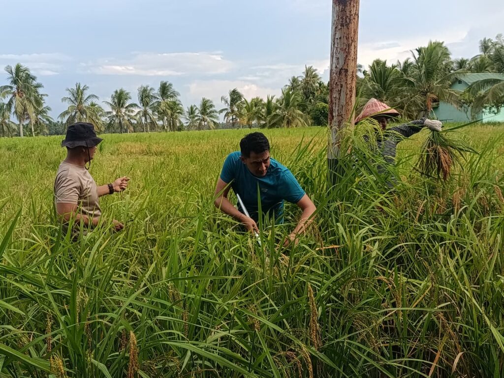 Jajaran Polsek Batang saat panen padi untuk ketahanan pangan nasinal. pagi tadi. (ft muhamad)