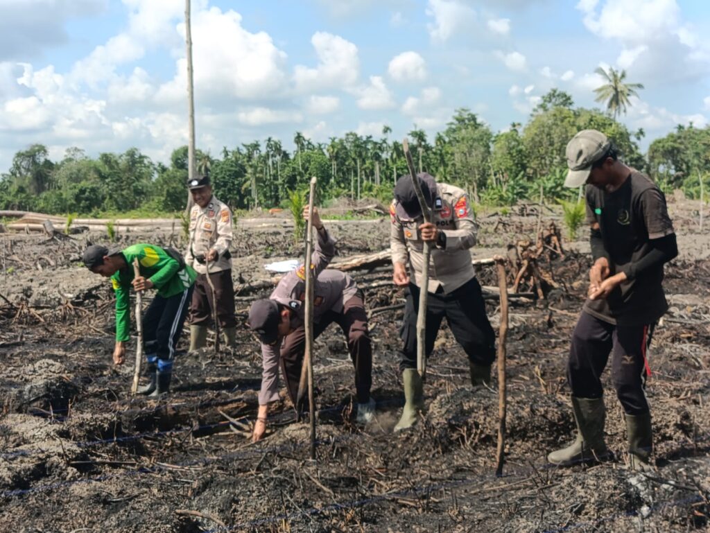 Polsek Batang Sungai saat menanam jagung bersama, pagi tadi. (ft muhamad)
