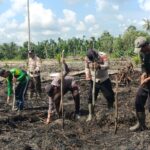 Polsek Batang Sungai saat menanam jagung bersama, pagi tadi. (ft muhamad)