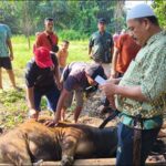 Prosesi penyembelihan sapi kurban PT PT Agrinas Palma Nusantara Mitra KSO PT Citra Mutiara Bumi Riau, pagi tadi. (ft muhamad)