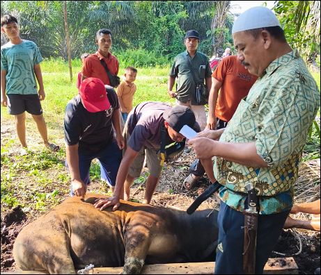 Prosesi penyembelihan sapi kurban PT PT Agrinas Palma Nusantara Mitra KSO PT Citra Mutiara Bumi Riau, pagi tadi. (ft muhamad)