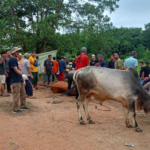 Suasana prosesi penyembelihan hewan kurban pada 2025 lalu. (ft dok lendoot)