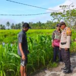 Warga dan polisi saat meninjau kebun jagung warga, pagi tadi. (ft muhamad)