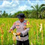Anggota Polsek Tembilan Hulu saat panen jagung., pagi tadi (ft muhamad)