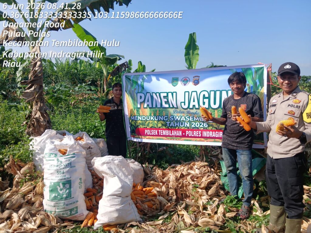 Bhabinkamtibmas Polsek Tembilahan saat melaksanakan panen jagung bersama Warga Seteba, pagi tadi. (ft polsektembilahan)