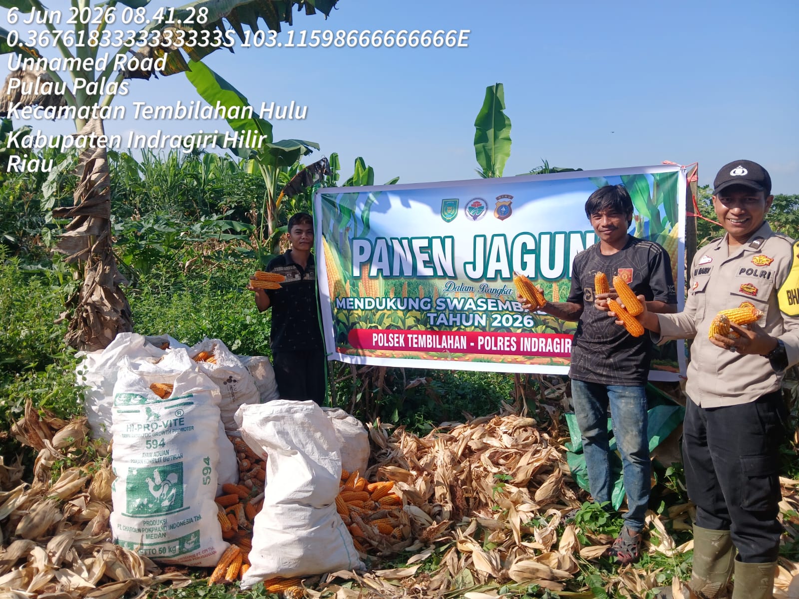 Bhabinkamtibmas Polsek Tembilahan saat melaksanakan panen jagung bersama Warga Seteba, pagi tadi. (ft polsektembilahan)