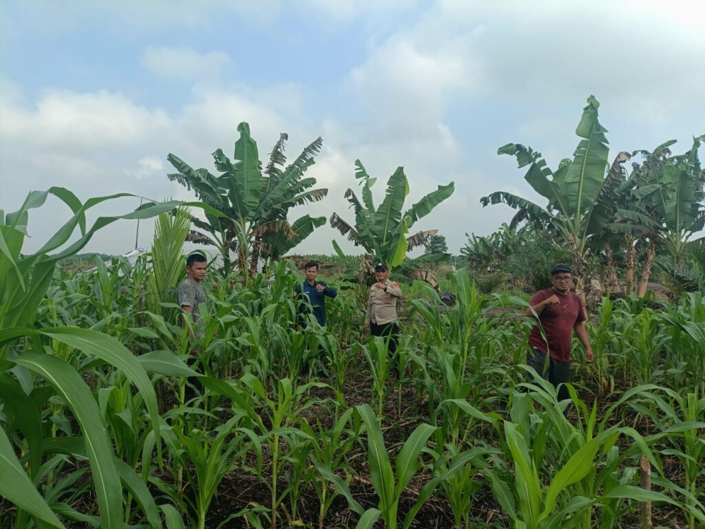 Binmas Polsek Sungai Batang saat meninjau lahan jagung warga, pagi tadi. ft muhamad)