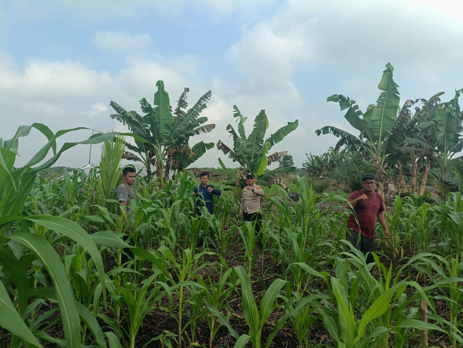 Binmas Polsek Sungai Batang saat meninjau lahan jagung warga, pagi tadi. ft muhamad)