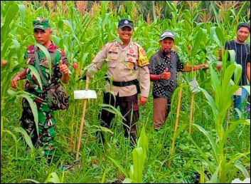 Pantau Ketahanan Pangan, Polsek Tembilahan Hulu Cek Progres Kebun Jagung Tumpang Sari di Desa Sialang Panjang