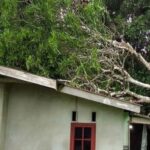 Pohon mangga yang meminpa rumah warga di Lingga, tadi pagi. (Ft wandi)