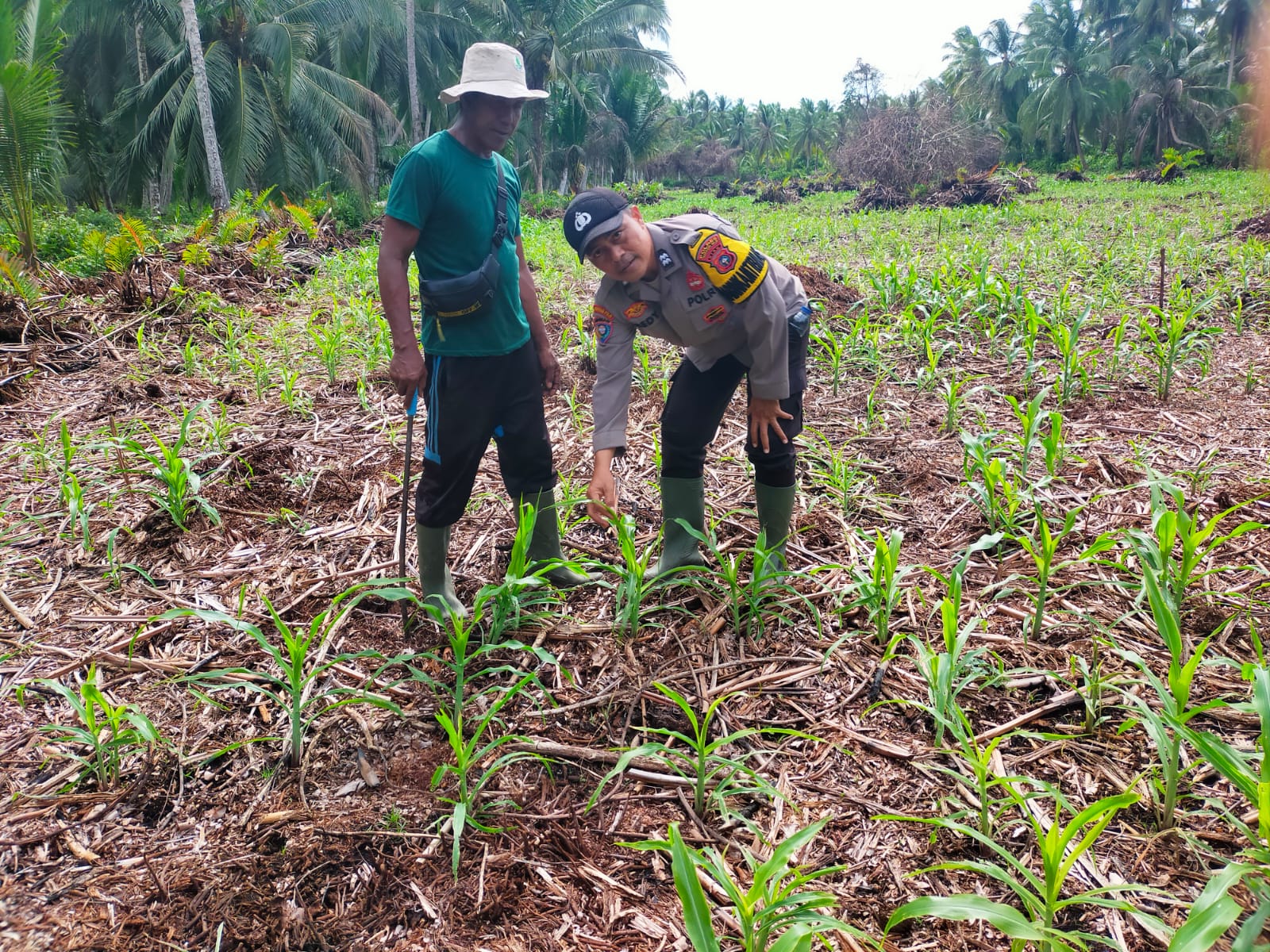 Dukung Asta Cita Ketahanan Pangan, Polsek Kuindra Cek Lahan Jagung Hibrida 2 Hektar di Tanjung Lajau